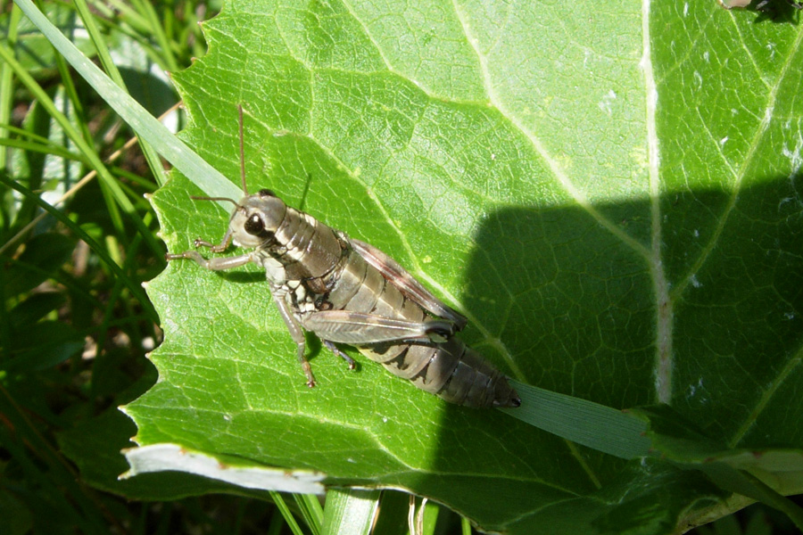 Ortotteri trentini: Decticus verrucivorus, Podisma pedestris